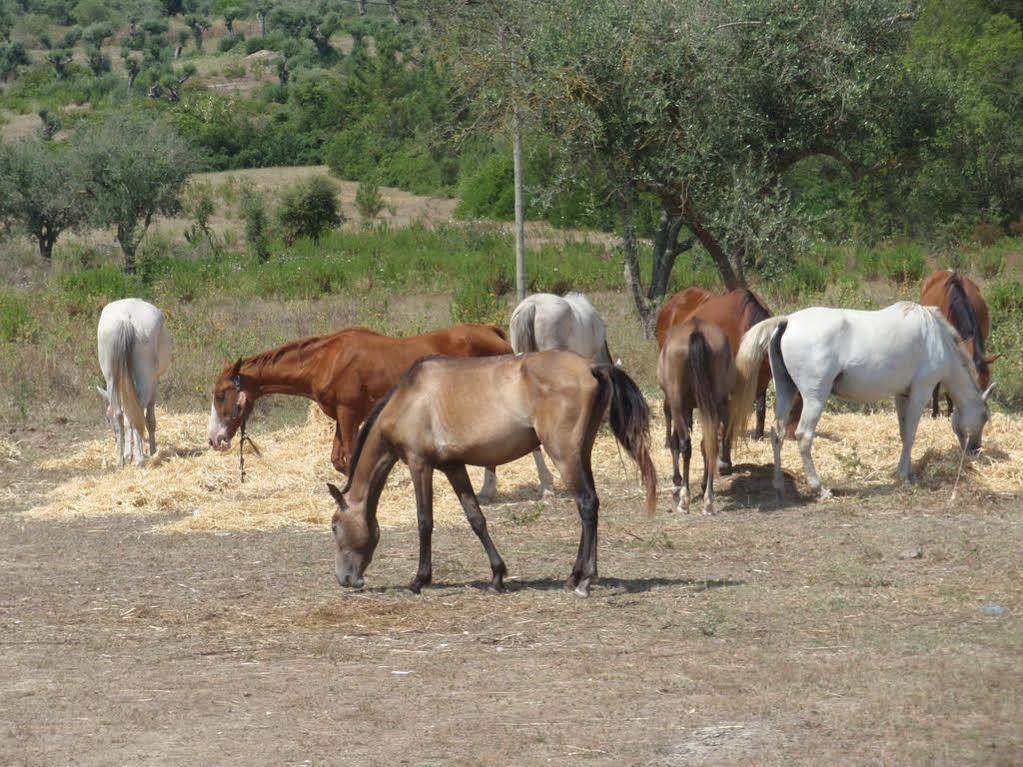 Country House Villas Santarém Εξωτερικό φωτογραφία